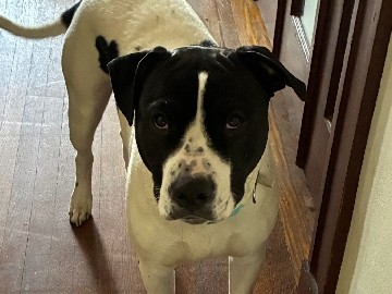 American Pit Bull Terrier – 10 month old Tank – Harrison