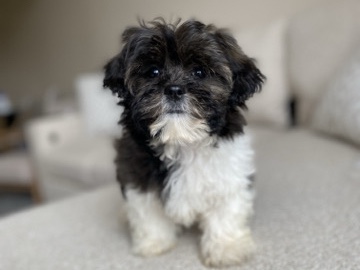 Shih Tzu – Toy Shih Tzu puppy