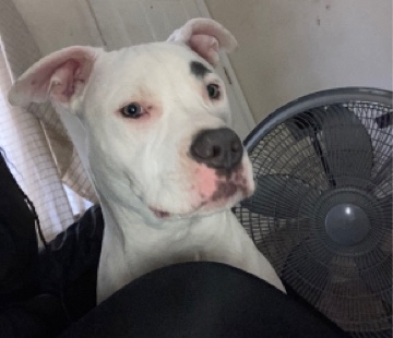 American Pit Bull Terrier – Ima miss him so much😔💔American pitbull Terrier