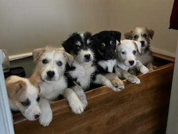 Labrador Husky – husky mix – Charlotte