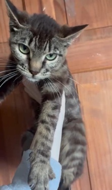 Bengal – Bengal Spotted Girl 1 year