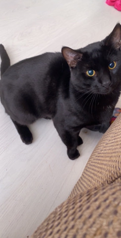 1 year old black boy cat 