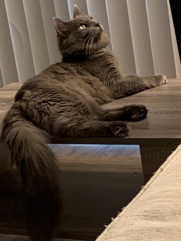 Nebelung – father cat needing for a home
