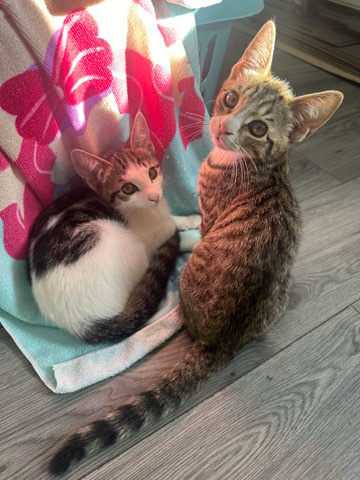 2 handsome kittens 🥰