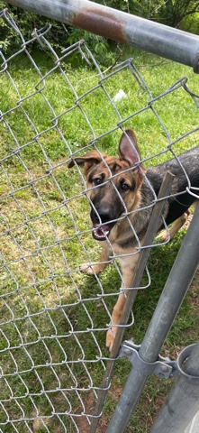 German Shepherd – male German shepherd