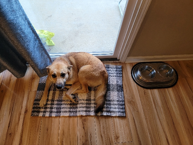 stray Free