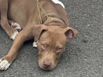 American Pit Bull Terrier – 18 month old red nose pit bull needs to be rehomed asap – New York