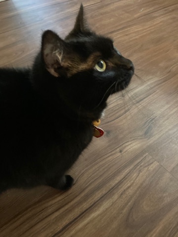 American Shorthair – sweet middle aged cat needs new home
