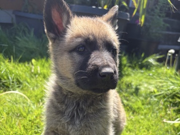 Belgian Shepherd Dog (Groenendael) – Belgian shepherd – Spanaway