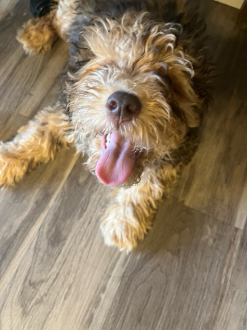 Poodle – 13 week Poodle mix