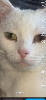 Khao Manee – White khao manee cat