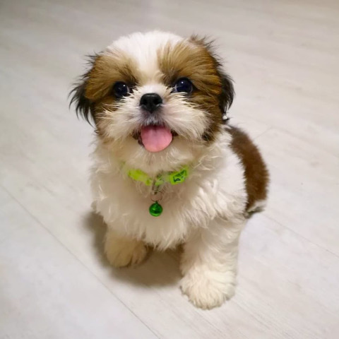 Shih Tzu – Teacup mini Shih Tzu for sale near me