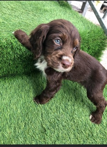 springer spaniel puppies for sale 