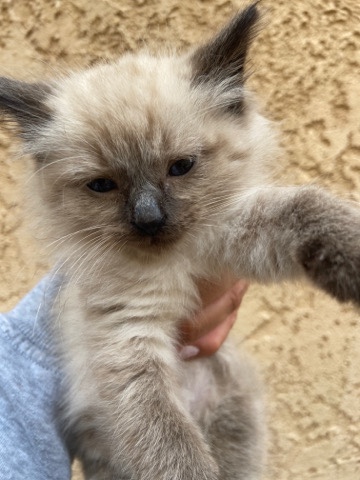 Siamese – Siamese Kitten