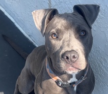 American Pit Bull Terrier – sweet puppy – Oakland