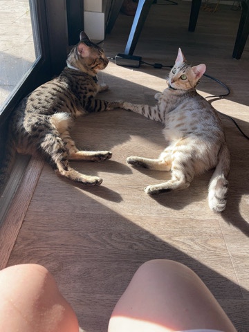 Bengal kitten