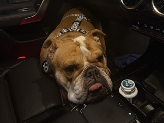 Olde English Bulldogge – English bulldog