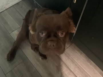 French Bulldog – Fluffy Frenchie – Arlington