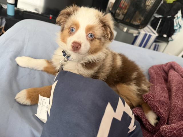 Australian Shepherd – Mini Australian shepherd – Bradenton