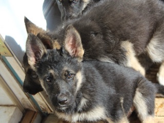 German Shepherd - German Shepherd  available for adoption in Dallas