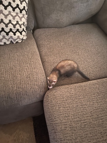 ferret – ferret and cage