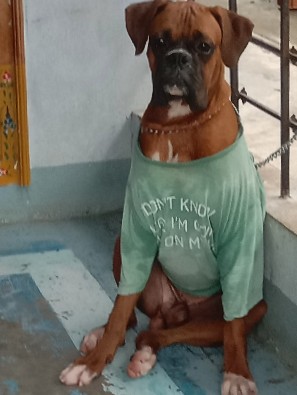 Boxer – Boxer dog