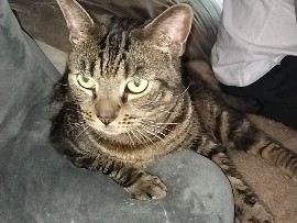 Russian White, Black and Tabby – Friendly Russian White, Black and Tabby Cats – 4 Years Old – Greater London