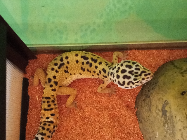 Leopard Gecko