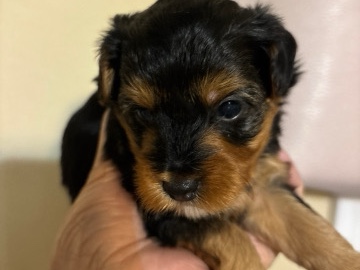 Yorkie Poo – Yorkiepoos – Hammond