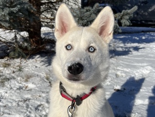 Siberian Husky – Marley is looking for a new home!! – Akwesasne (Part) 59