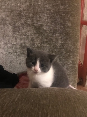 Ragdoll – kittens