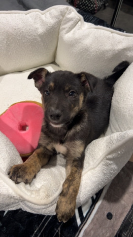 Australian Kelpie – Kelpie x Husky mix Puppy