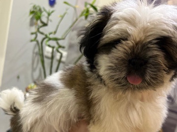 Shih Tzu – Shitzu – أبو ظبي