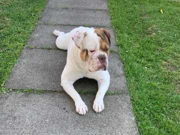 American Bulldog – Remi
