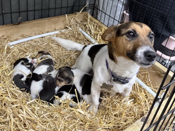 Jack Russell Terrier - Traditional Short-legged JRT puppies for sale.  available for adoption in West Calder