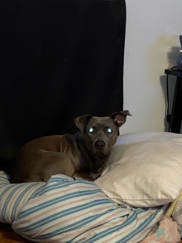 American Pit Bull Terrier – pitbull terrier mix
