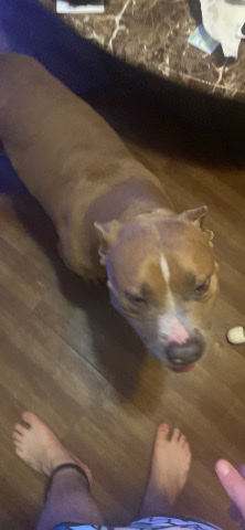 American Pit Bull Terrier – his name is beast he’s house broke and very nice he knows how to sit he’s a razors edge pi