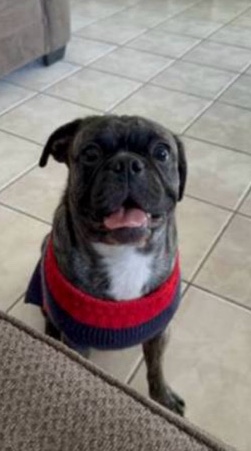 Pug – Rehoming pug