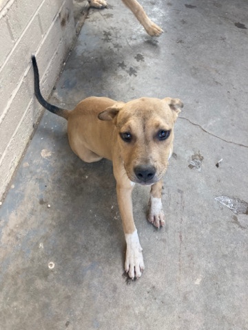 2 dogs for sale