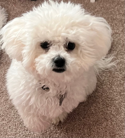Bichon Frise for Sale