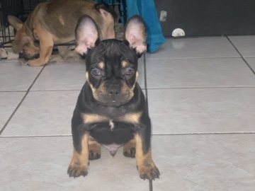 French Bulldog – mixed French bull dog for sale – Missouri City