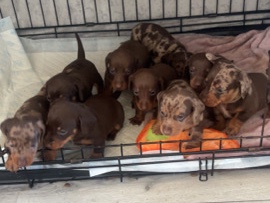 Dachshund – Miniture dachshund – Middlesbrough