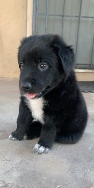 Labrador Retriever – black labrador retriever