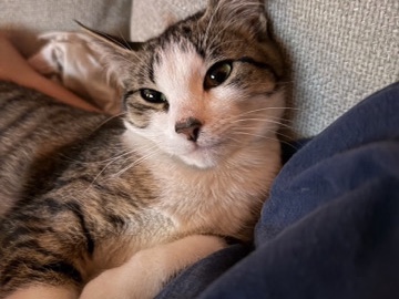 American Shorthair – 1 year old sweet Olive needs a home – Ponchatoula