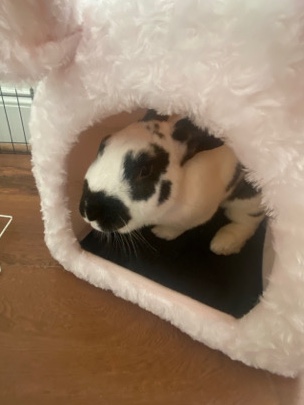 bunny needs a new home asap!
