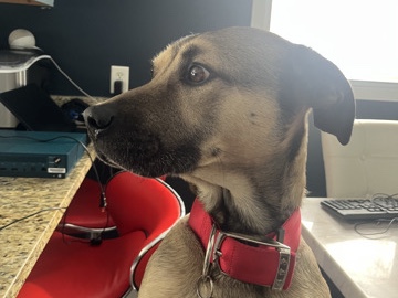 Mixed Breed – Urgent Pet Surrender – Valparaiso