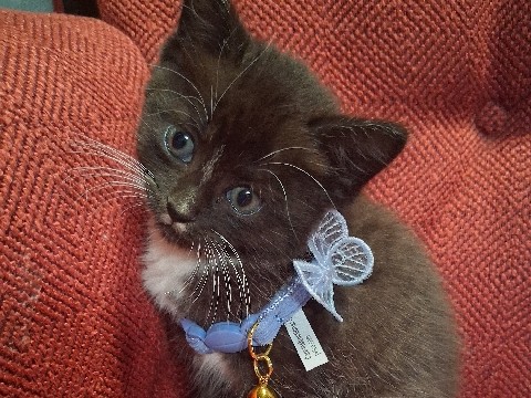 Playful Young Kitten for Adoption in Detroit – Detroit