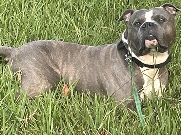 American Pit Bull Terrier – Bully Needs A Home – Jacksonville