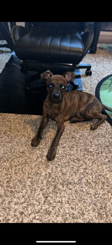 American Staffordshire Terrier – Rehoming