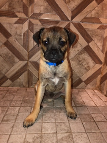Pug – pug / chihuahua